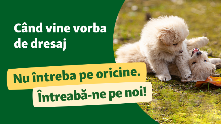 Sfaturi pentru dresajul animăluțului!