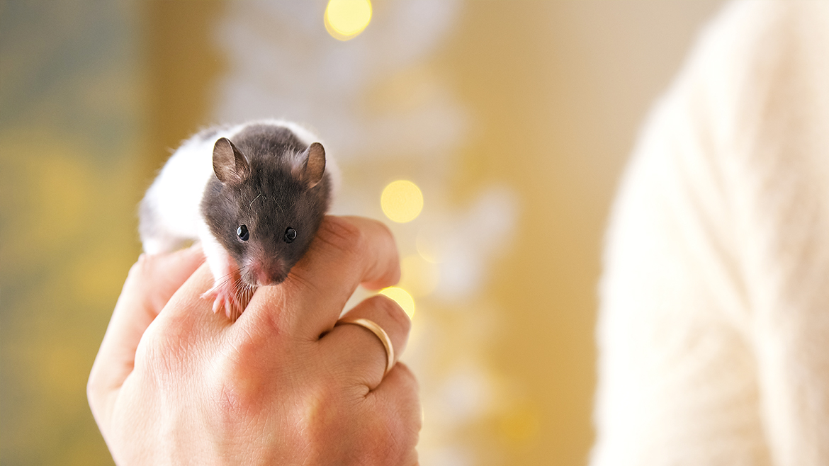 5 curiozități despre hamsteri