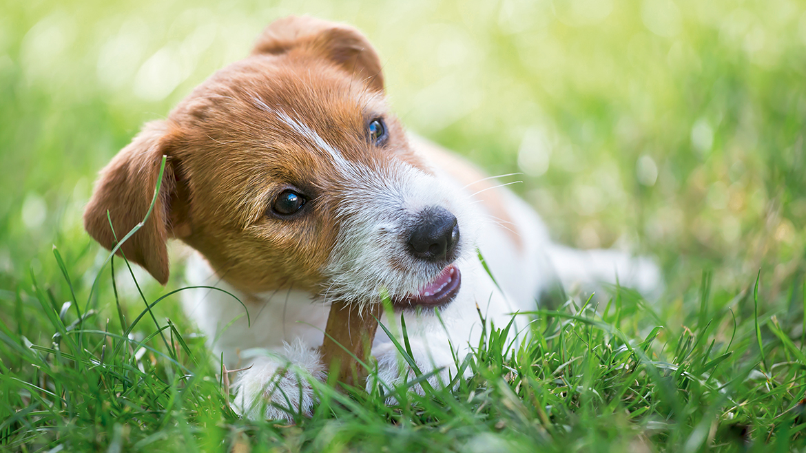 Cele mai bune sfaturi pentru îngrijirea dentară de primăvară la câini!