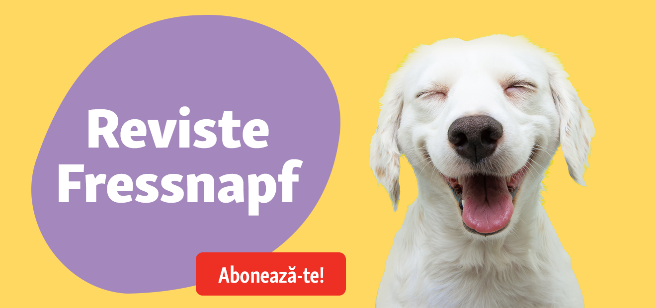 5+1 sfaturi pentru călătoriile alături de câinele nostru